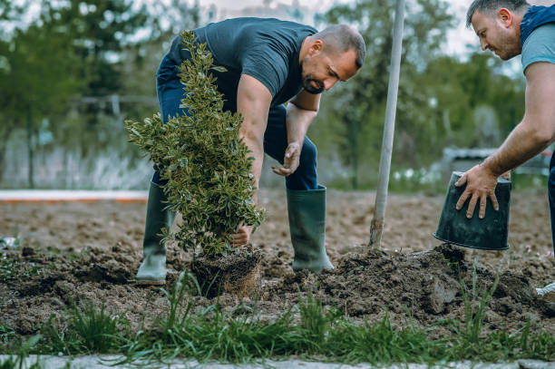 Best Seasonal Cleanup (Spring/Fall)  in Cisco, TX