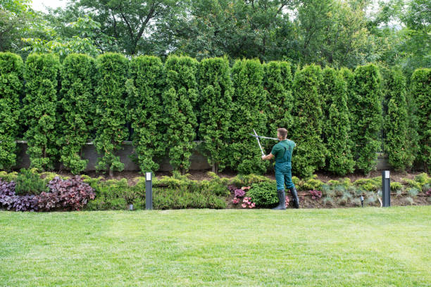 Best Lawn Watering Services  in Cisco, TX