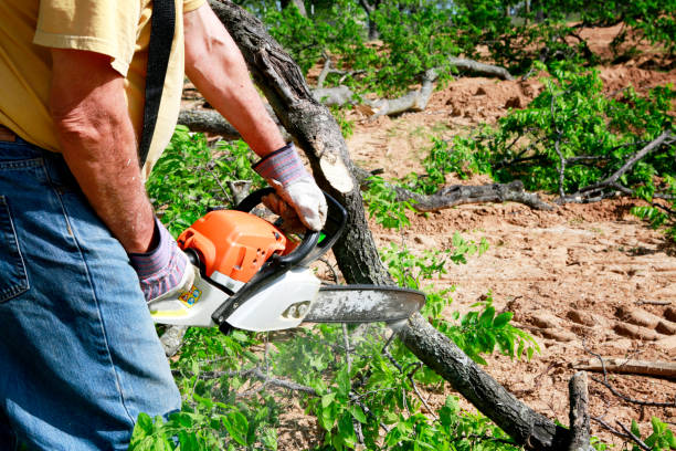 Best Tree Preservation Services  in Cisco, TX